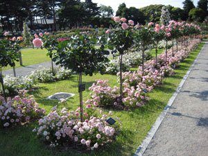 全景