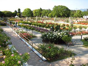 バラ園・全景