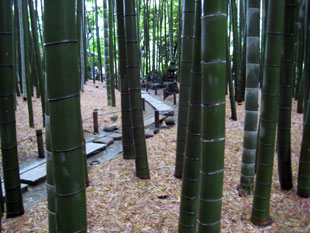 報国寺